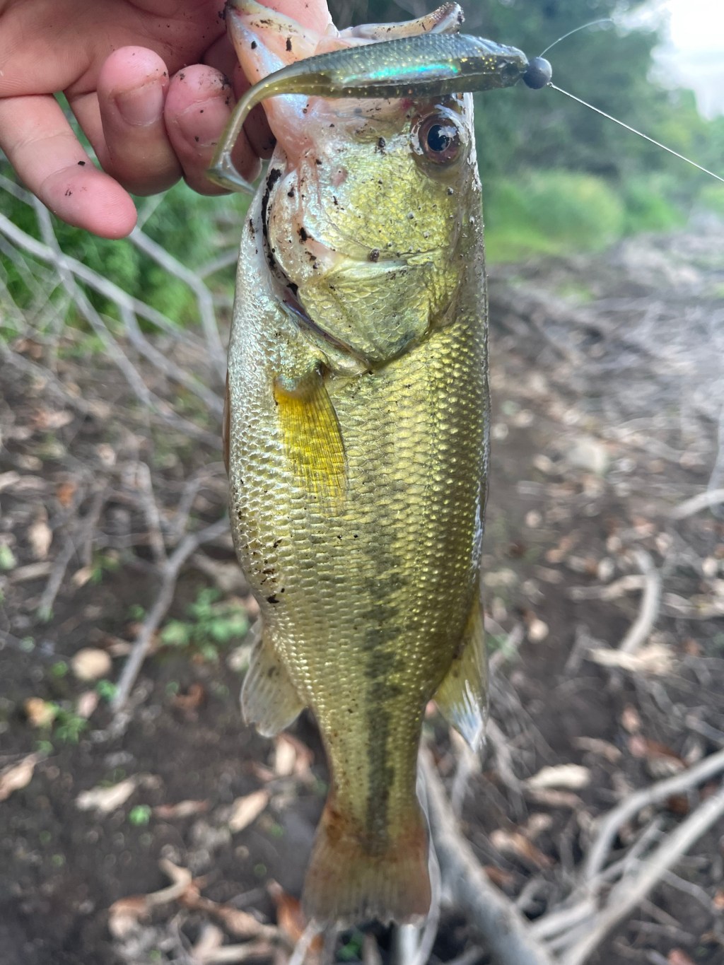 【子バス爆釣】