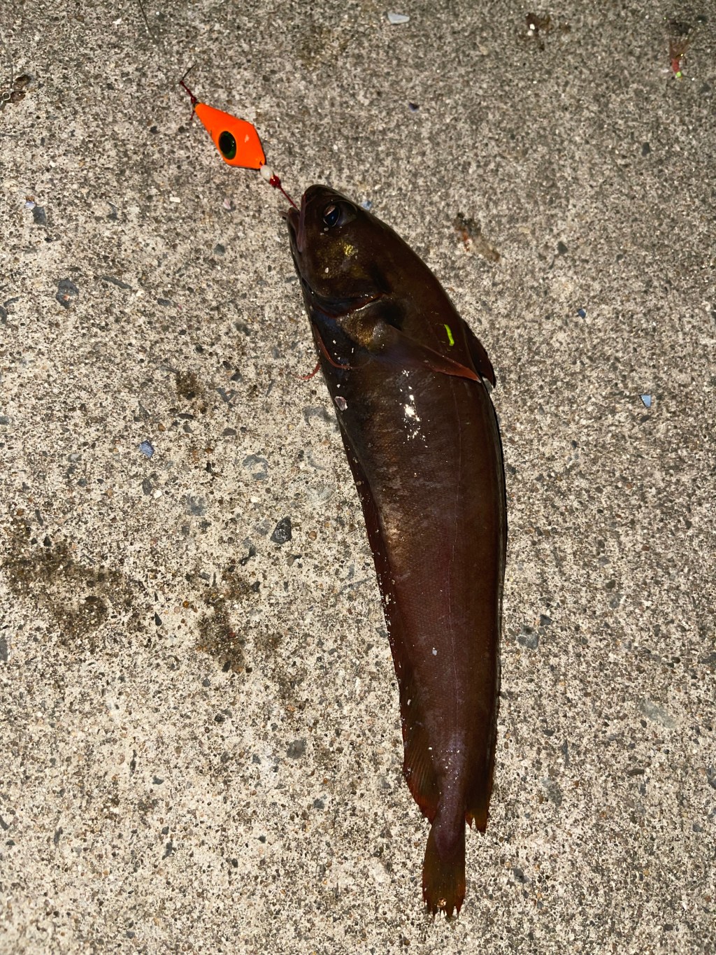 【夜の漁港へ】