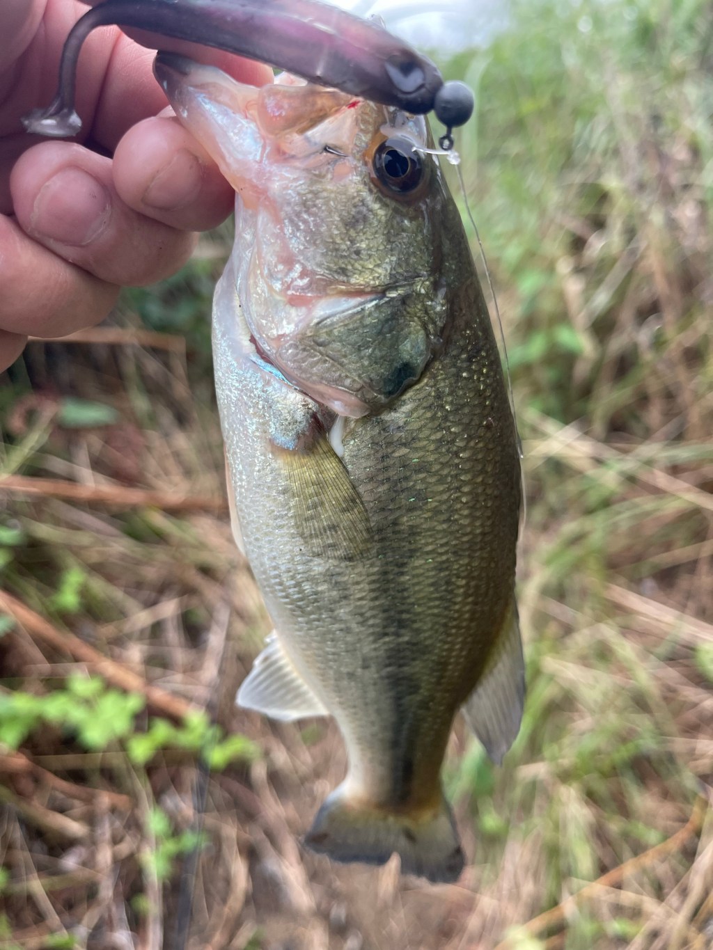 【八郎潟に行ってきました】