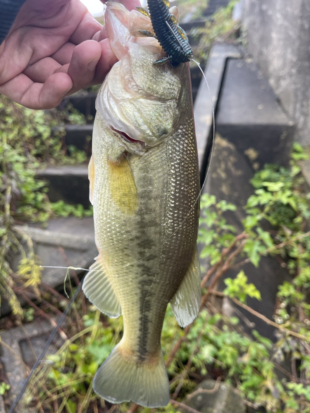 【今月初バス釣り!】