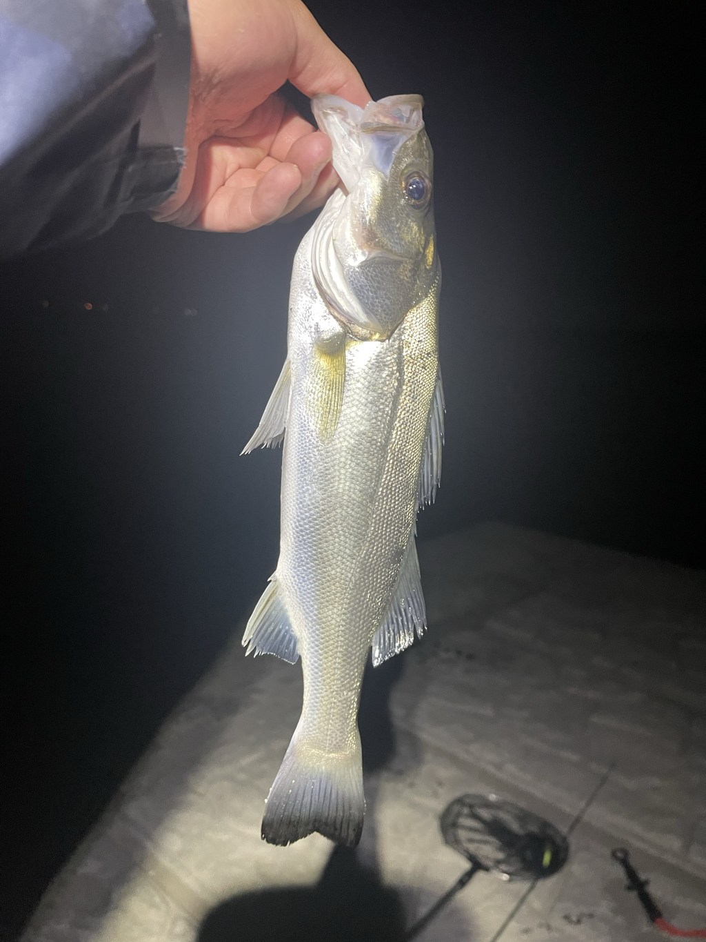 【初シーバスゲット！！】