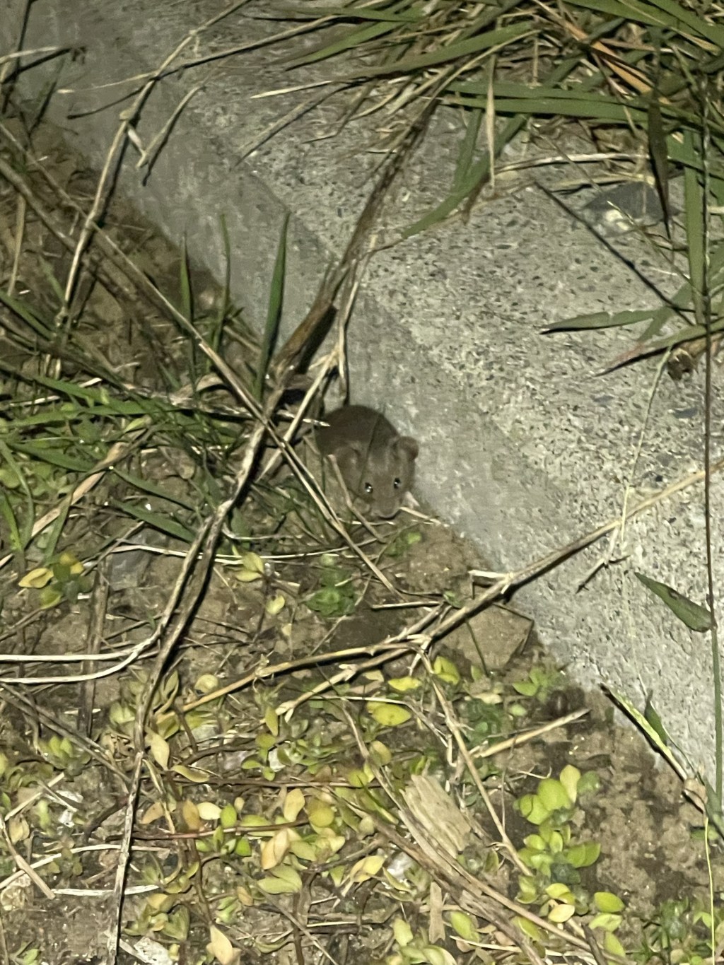 【またシーバス釣りへ！】